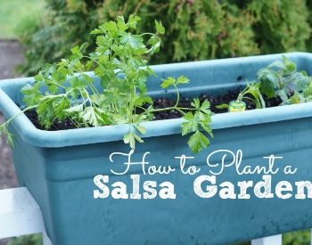 Learn how to plant a salsa garden in time for summer parties! #allEssentials AD
